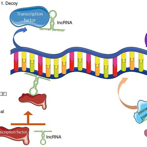 Image result for Non-Coding RNA Animation