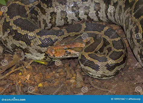 Image result for Indian Rock Python