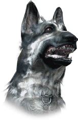 Cod Dog Owner Names に対する画像結果