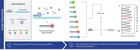 DNA Sequencing Steps に対する画像結果