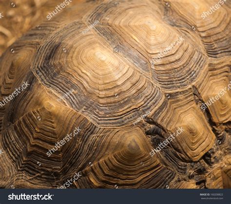 Bright Color Turtle Shell に対する画像結果