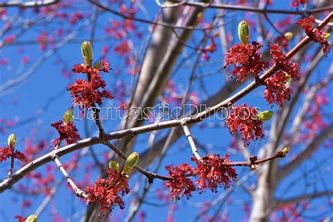Image result for Red Maple Tree in Spring