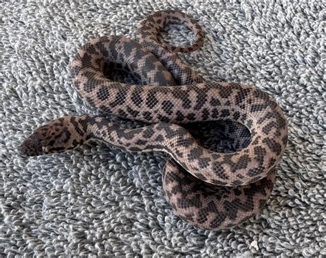 Image result for Granite Marrble Spotted Python