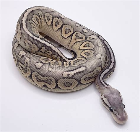 Pewter Ball Python に対する画像結果