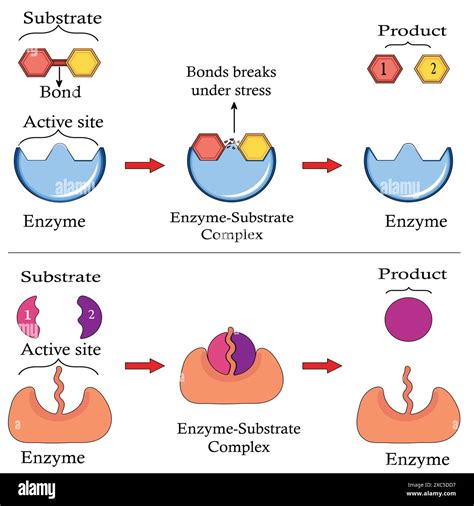 Image result for What Is Enzyme Immobilization