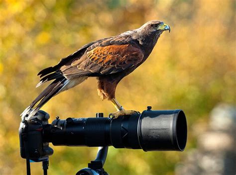 Toradh íomhá ar Best Lens for Bird Photography