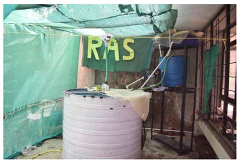 Ras System に対する画像結果