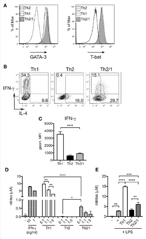 Image result for Function of Th2 Cells