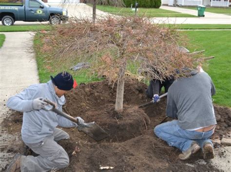 Image result for Japanese Maple Root System