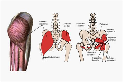 Afbeeldingsresultaten voor Serf Strap Internal Rotation
