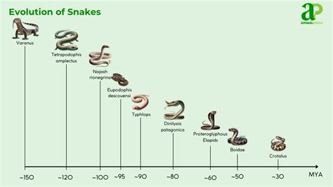 Image result for Evolution Types of Selection Answer Key Snakes