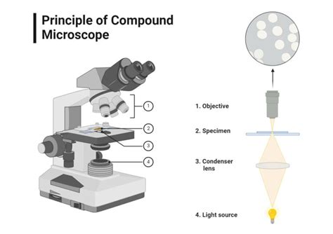 Image result for Compound Microscope Image Formation