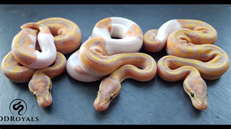 DD Royals - Keeping and breeding high quality royal pythons in the UK ...