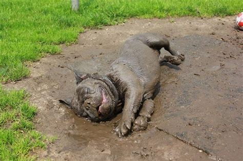 Image result for Celpie+ Begl Dog in Mud