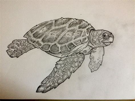 Image result for Turtle Draw