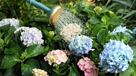 Toradh íomhá ar Briad Hydrangea Broad