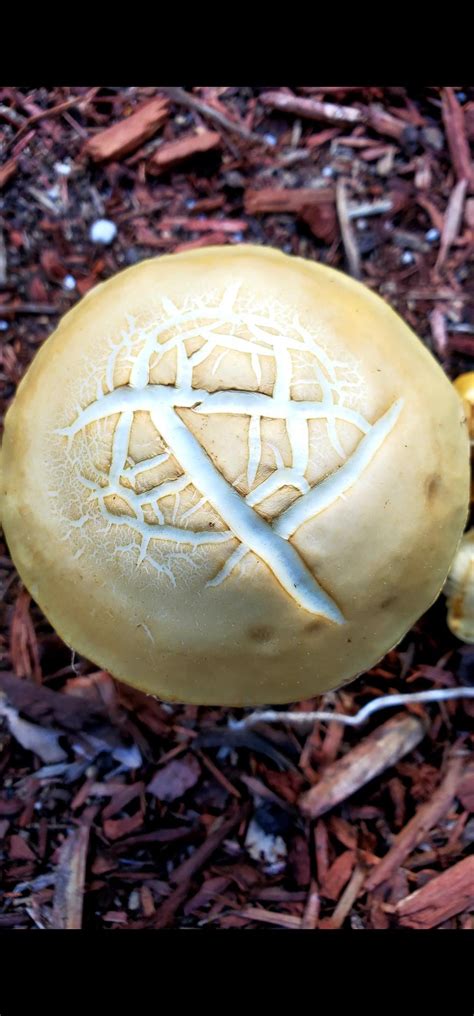 Image result for Spring Field Cap Pin