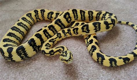 Image result for Jaguar Python