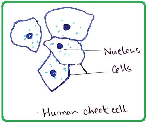 Image result for Human Cheek Cell Microscope