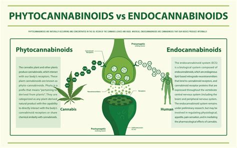 Endocannabinoid System Receptors に対する画像結果