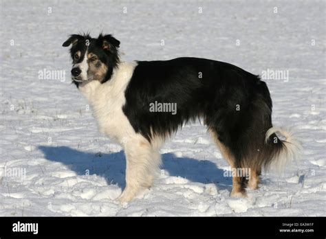 Image result for Boder Collie in the Snow