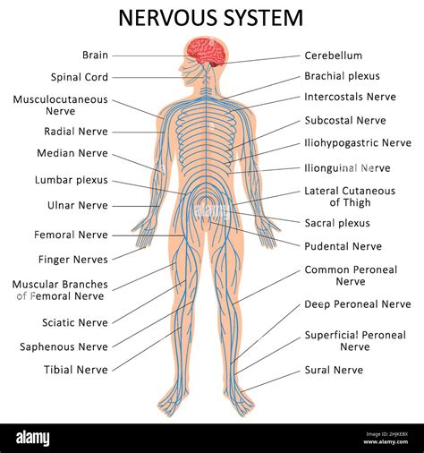 Diagram Of The Nervous System Labeled