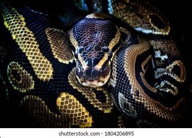 Image result for Python Language Illustration