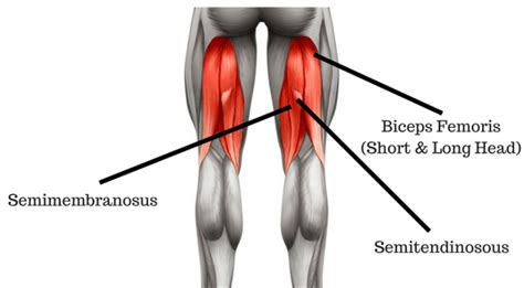 Image result for Hamstring Lifts