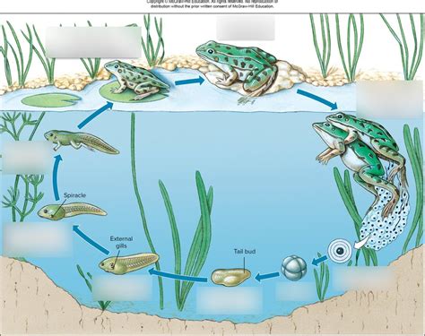 Toradh íomhá ar Android Process Life Cycle Diagram