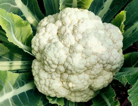 Image result for Cauliflower Object Show