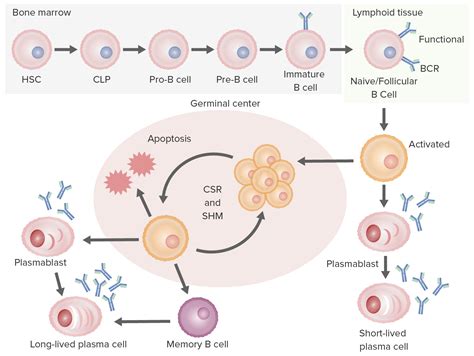 Toradh íomhá ar Plasma Cells Affinity Maturation