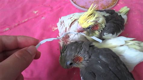 Image result for Cockatiels Playing