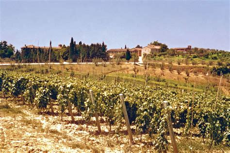 Afbeeldingsresultaten voor Wine Making Process Flowchart