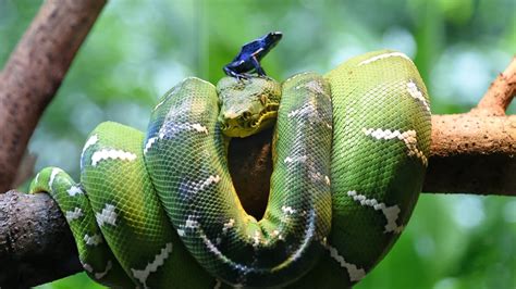 Toradh íomhá ar All Python Theme