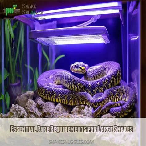 Image result for Big Pet Snakes