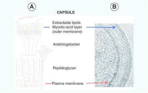 Cell Envelope Structure に対する画像結果