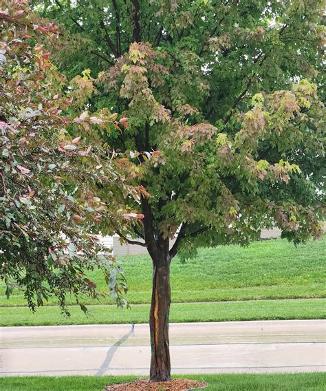 Image result for Red Maple Tree Fall