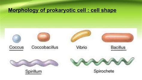 What Is the Shape of a Probiotic Cell に対する画像結果