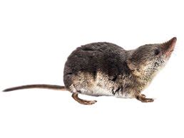 Résultat d’images pour What Does a Shrew Look Like