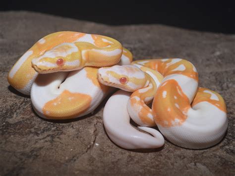 Image result for Ball Python Morph Pi