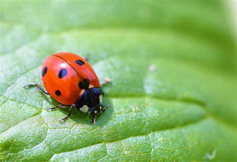 Image result for Ladybug Fun Facts for Kids