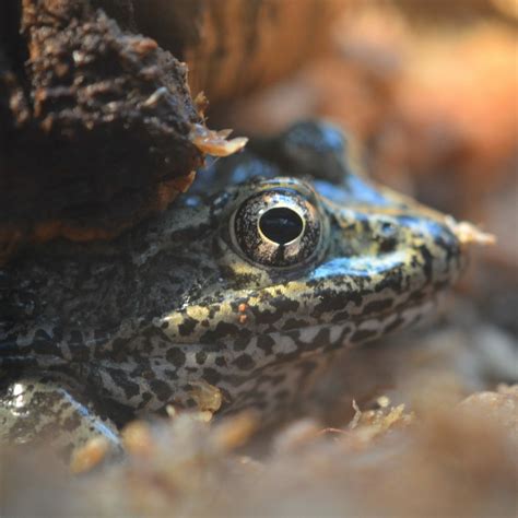 Toradh íomhá ar Virtual Learning Lab