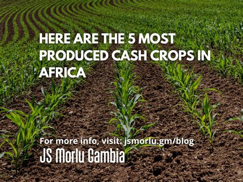 Here Are the 5 Most Produced Cash Crops in Africa - Accounting Firm ...