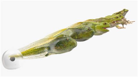 Toradh íomhá ar Algorithm Cycle Model