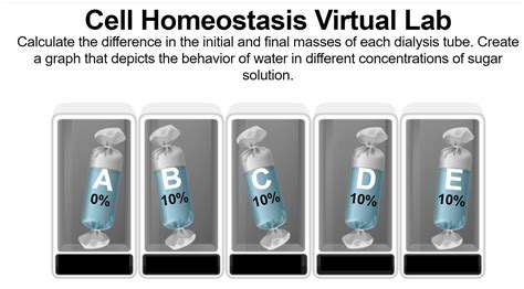 Image result for Cell Homeostasis Virtual Lab Answer Key