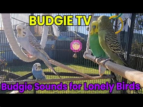 Image result for Budgie Channel