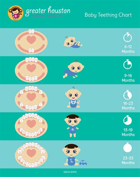 Image result for Teeth Development Chart