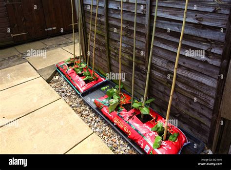 Image result for Growing Runner Beans in Containers