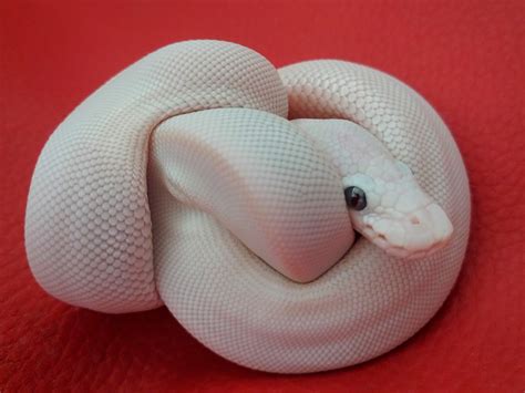 Image result for Mojave Pastel Lesser Ball Python