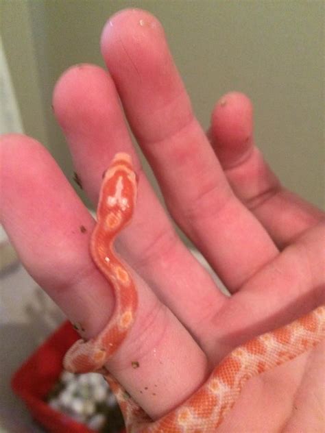 Image result for Python Question Mark